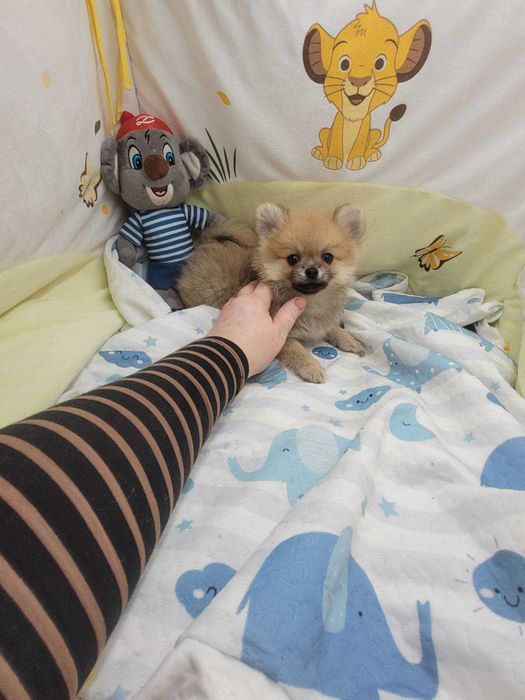 Pomeranian, szpic miniaturowy - urocza suczka