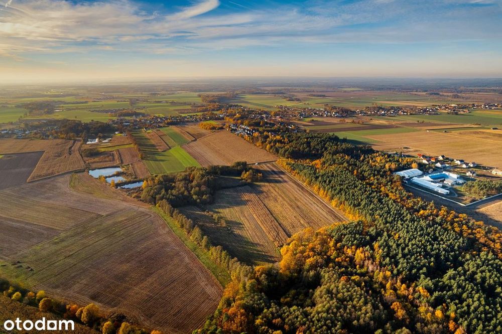 Żyj blisko natury – działki przy lesie w Poniatowicach