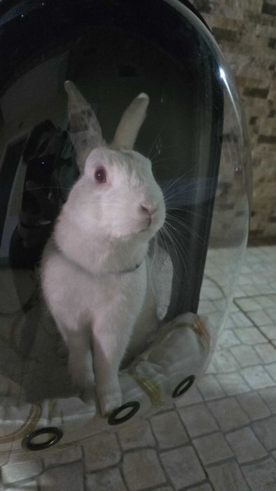 Mochilas transportadoras de animais NOVAS