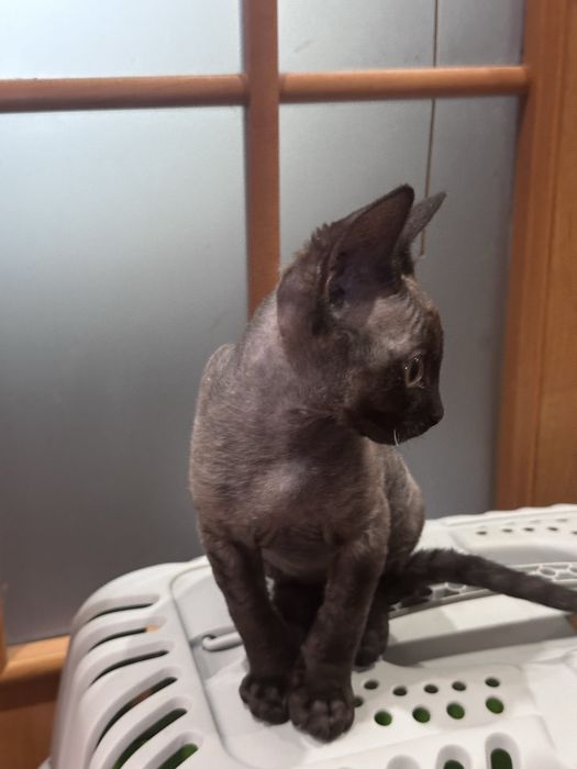 Котенок Девон Рекс