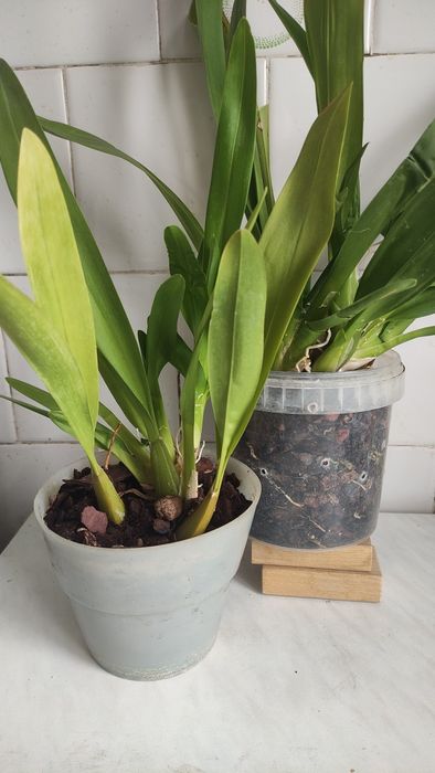 Орхідея Камбрія Colmonara White Lip і Камбрія Nelly Isler