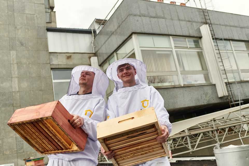 Miód lipowy HURT 30 kg ULO Pasieki