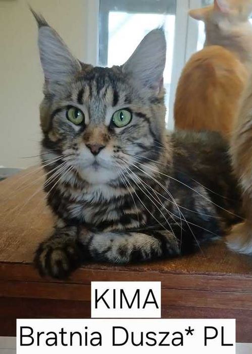 Srebrzysta szylkretka Maine Coon TITINA Bratnia Dusza *PL