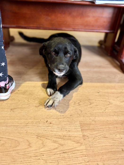 ALBA. 5 mięs. Cudowna subtelna w sunia