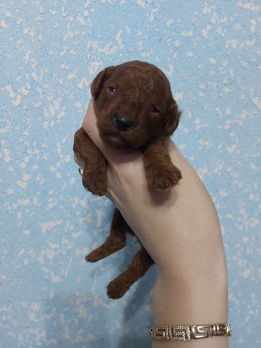 Тойчики від шикарної пари