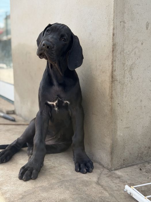 Dogue alemao femêa