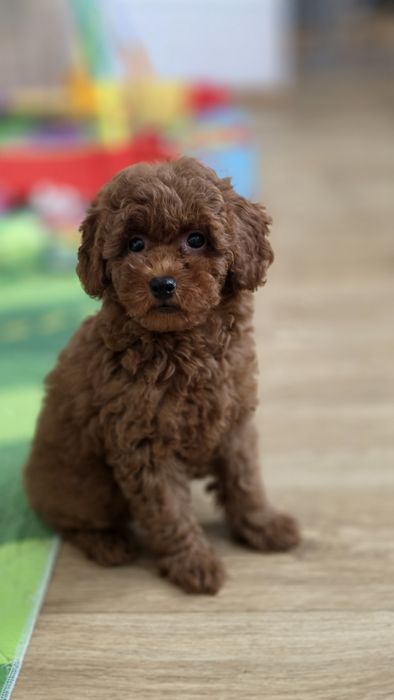 Suczka , pudel toy,  red-brown