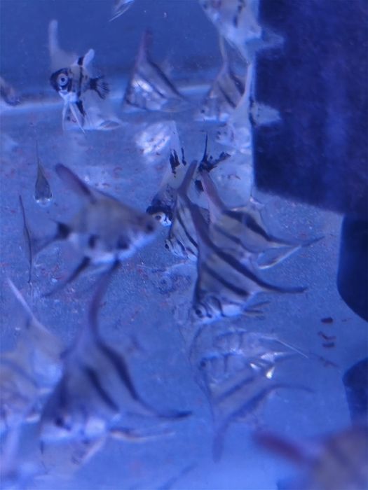 Escalares bebés muito bonitos.