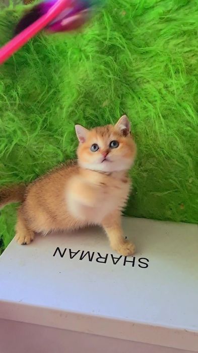Идеальные детки золотая шиншилла