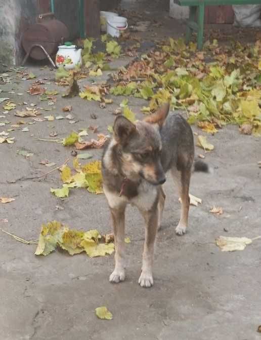 Чудова собачка, собака шукає родину