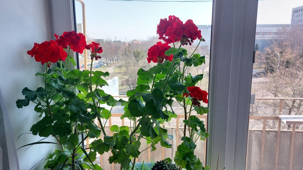Пеларгонія королівська