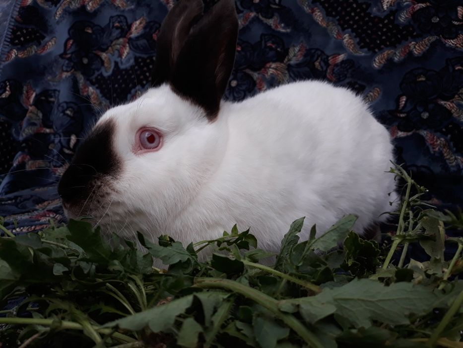 Продам кролики.Каліфорнія.