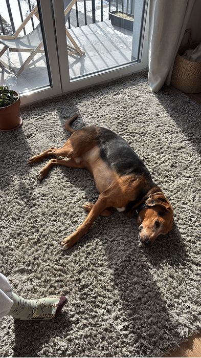 Opieka nad zwierzętami - petsitting, hotelik dla zwierząt