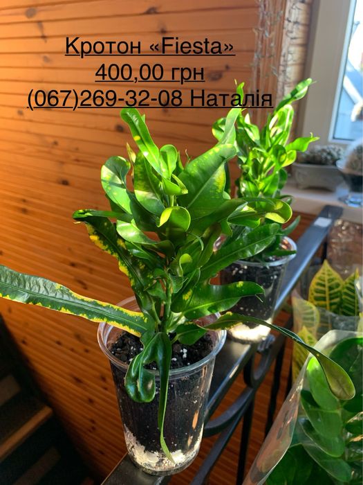 Кротон. Кодієум. Кротон види