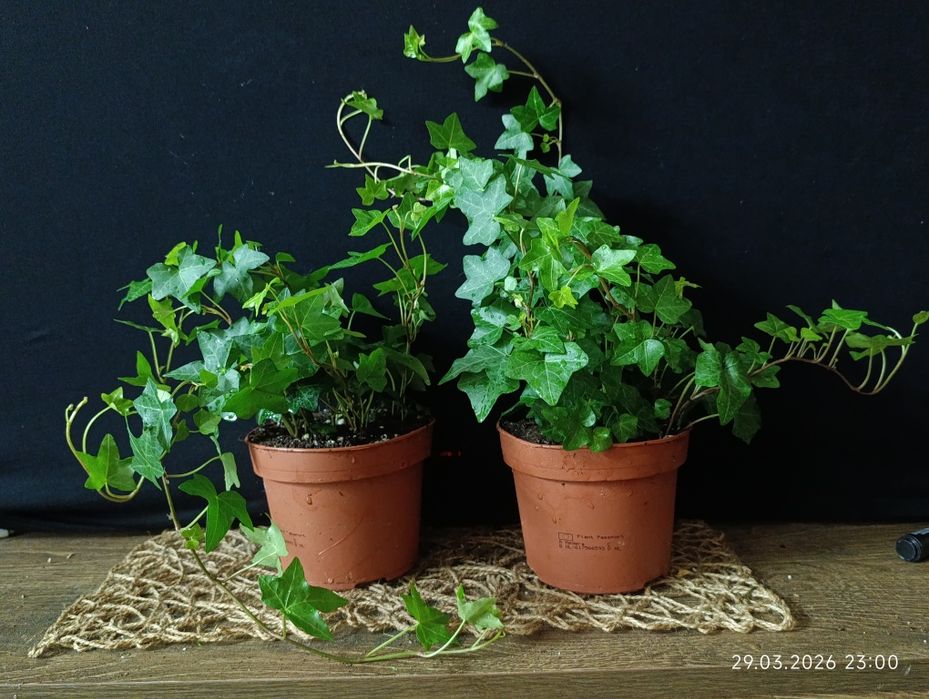 хедера-плющ кімнатний.