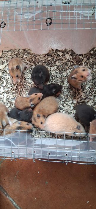 Hamster para venda 5€ cada
