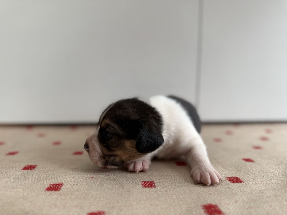 Beagle pies szczeniak