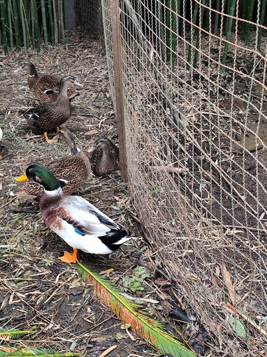 Ovos de pata Rouen férteis
