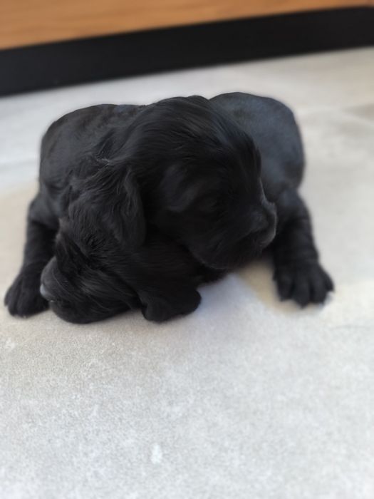 Pieski po spanielu
