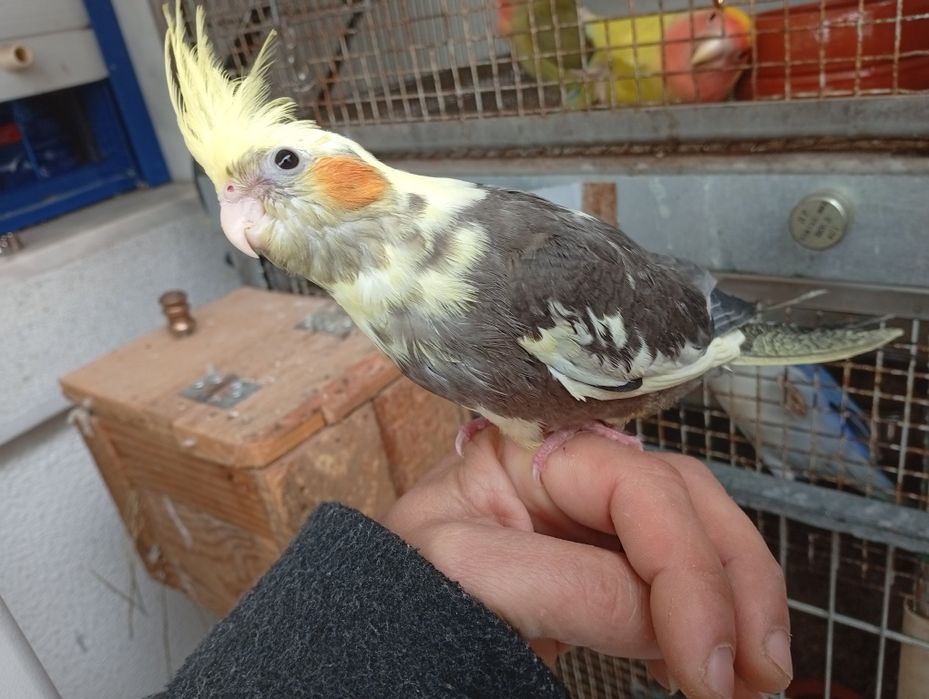 Caturra criada á mão