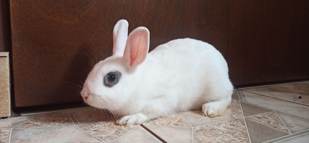 Królik miniaturka