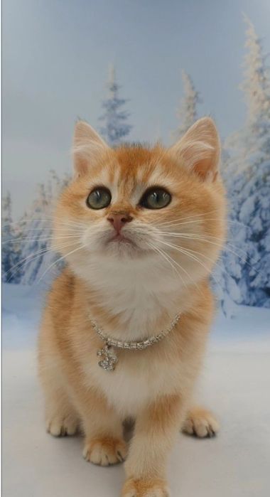 Золотий британський шиншила