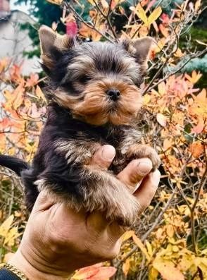 Yorkshire terrier  Piesek
