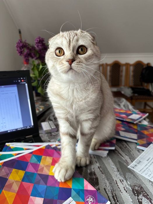 Шотландський весловухий кіт злучка