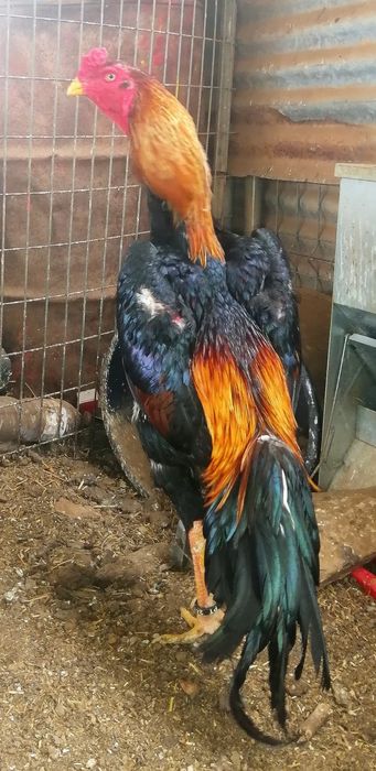 Galgos/Galinhas Raça Pura Shamo