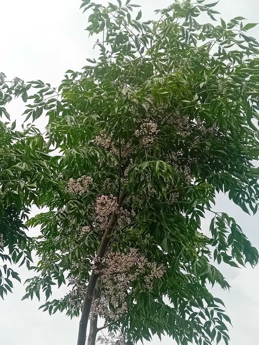 Neem / Melia Azaderach árvore em vaso
