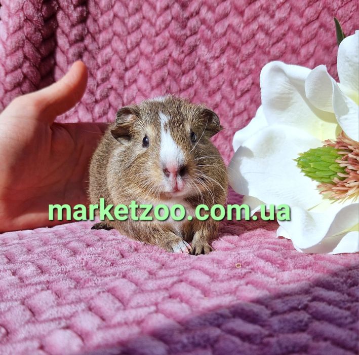 морская морська свинка морские морськi свинки америкаська висловуха аг