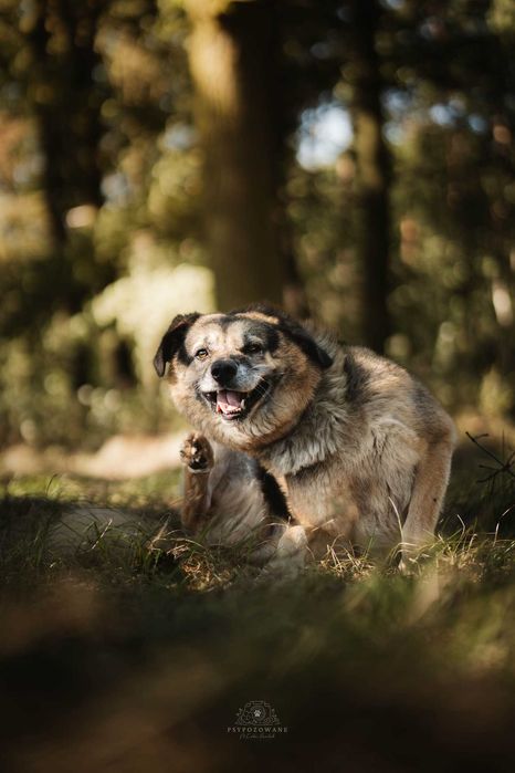 Przytulaśny, wspaniały psiak -  Hagi do adopcji.