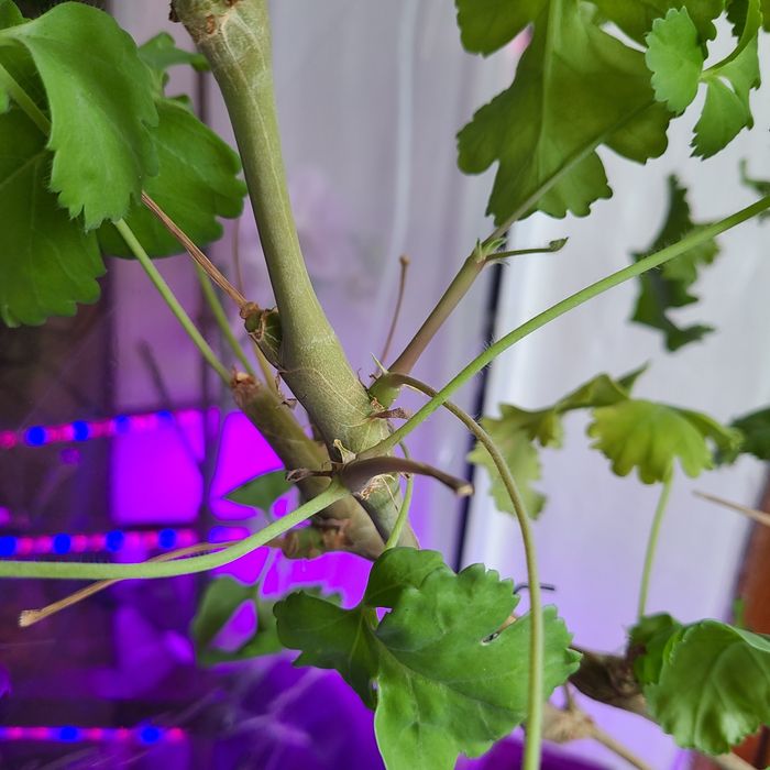 Взрослая видовая пеларгония Gibbosum