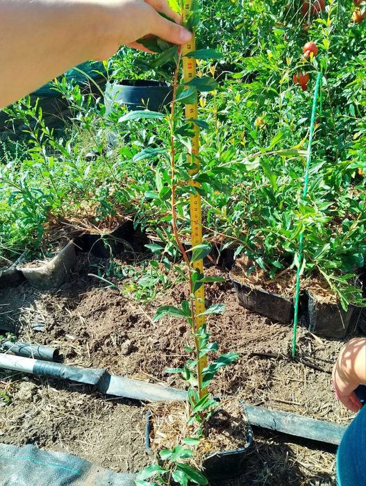 Саджанці граната  Гюлоша