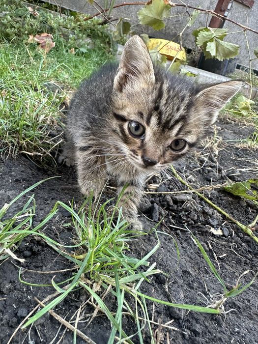 Котики і киці безкоштовно