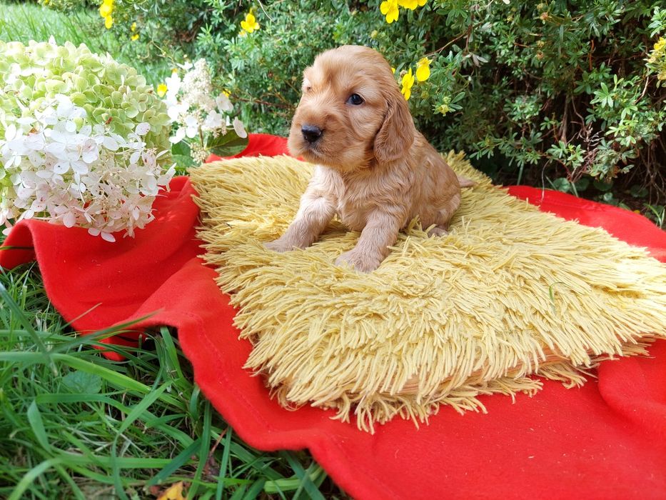 Cocker Spaniel Angielski Szczenię