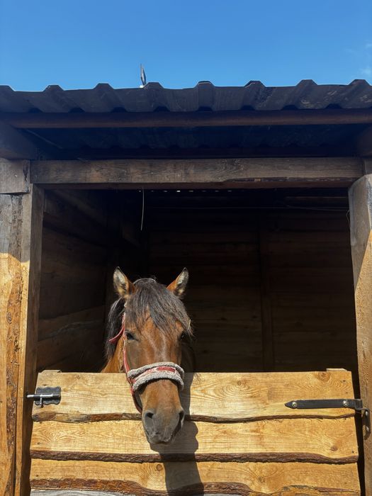 Klacz huculska 4letnia