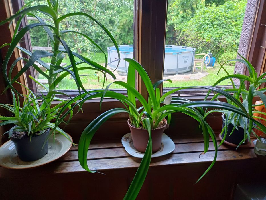Aloes leczniczy doniczkowy.