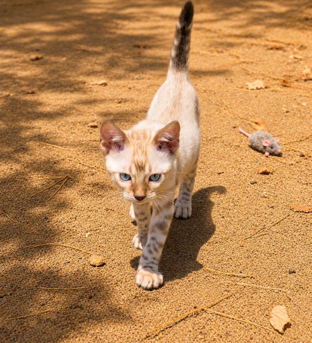 Lindo Gatinho Bengal Snow Macho