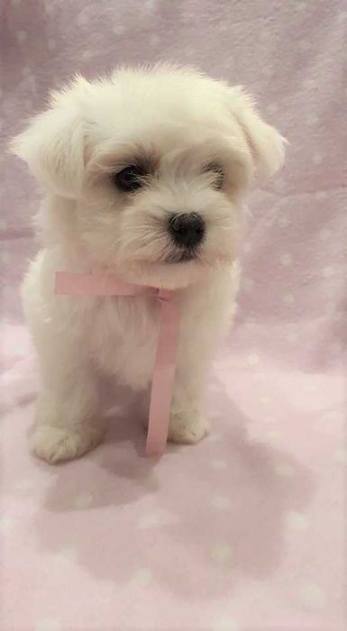 Maltańczyk mini piesek. Pełna dokumentacja.