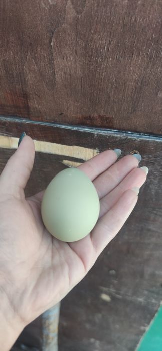 Продам домашні курчата