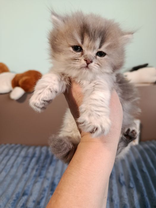 Дівчинка шикарна