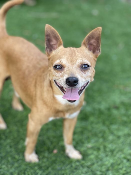 Mickey chihuahua para adoção