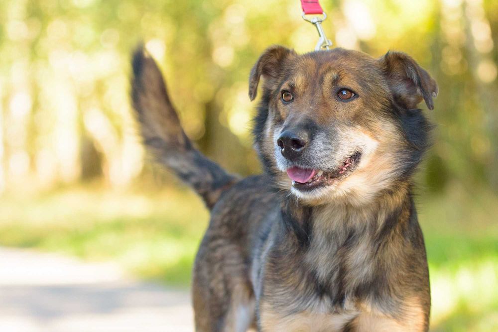 GALANT - jestem słodkim misiem