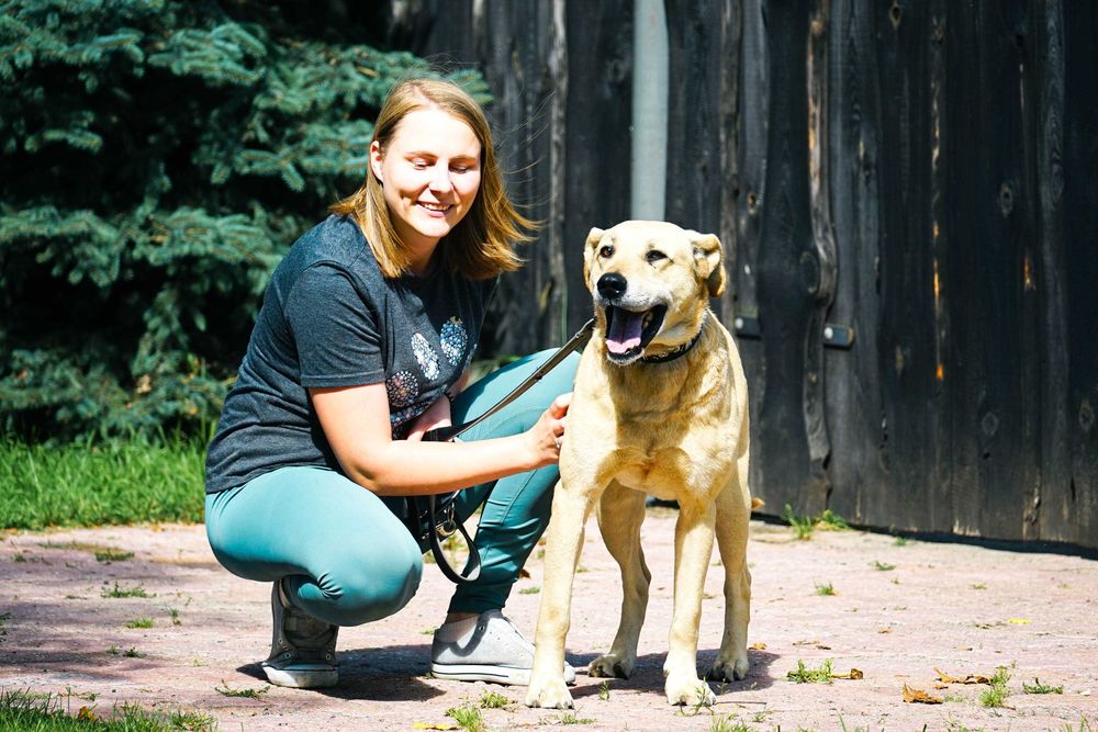 IDEAŁ - piękny psiak w typie labradora