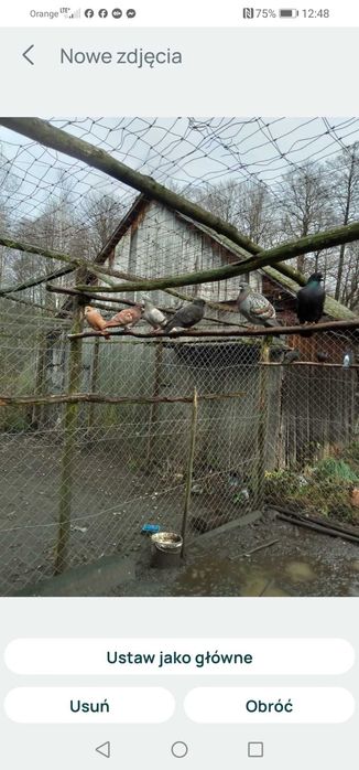 Gołębie tiplery, pocztowe i inne