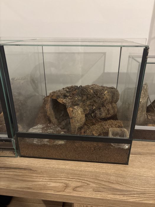 chromatopelma cyaneopubescens z terrarium