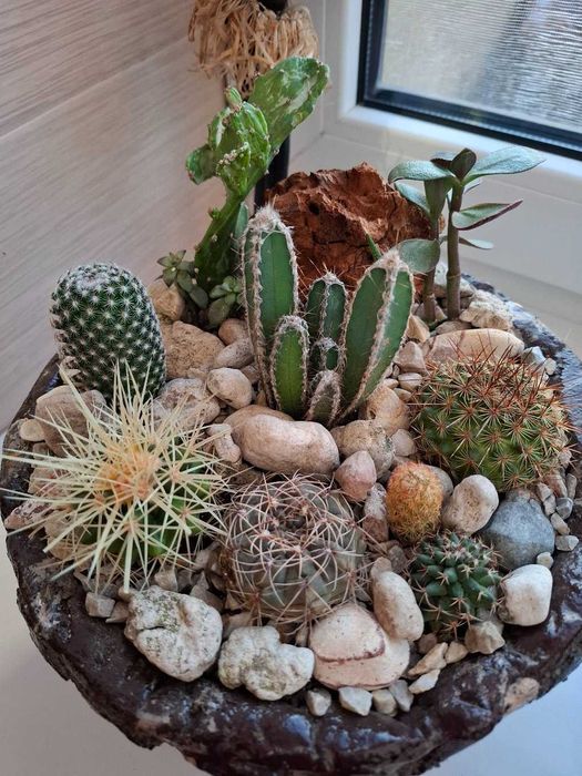 Кактуси і сукуленти