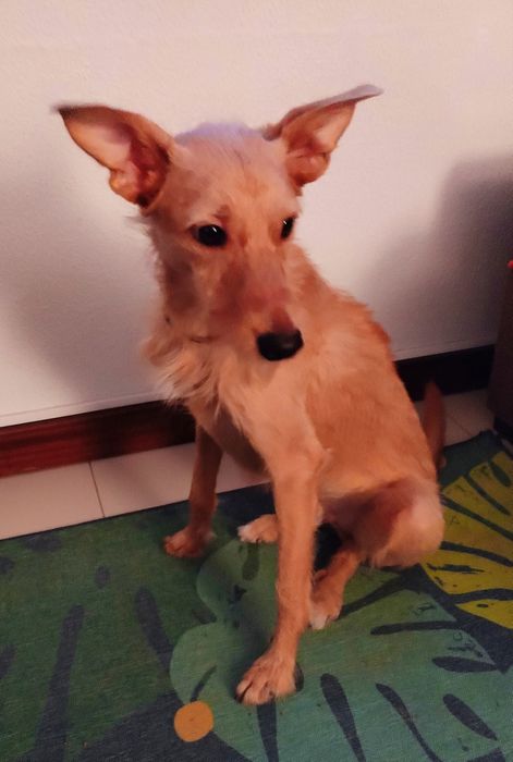 Alf, um Podengo Português para adopção responsável.