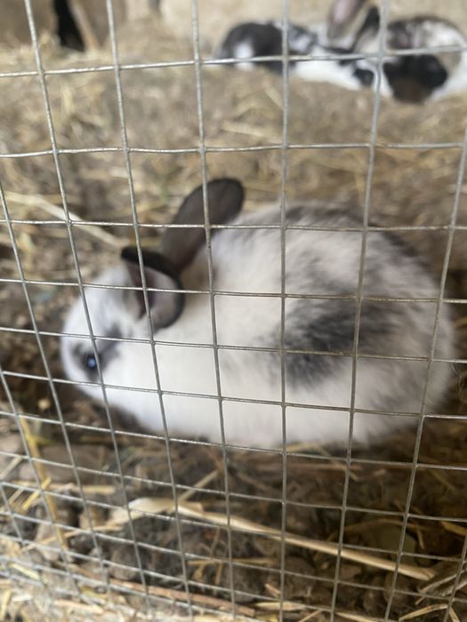 vendo coelhos bebés de raça grande